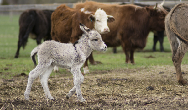 Animal Science BSc Honours