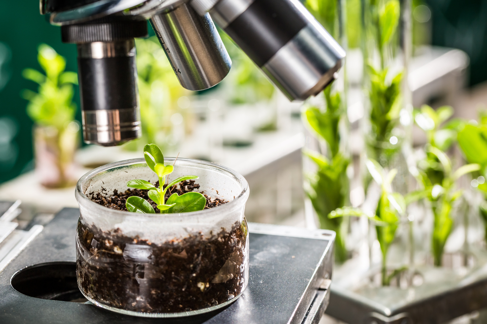 Applied Plant Science BSc Honours