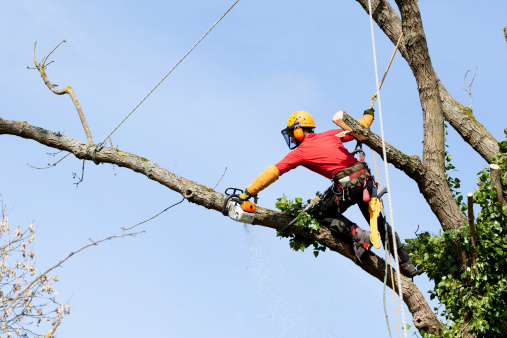 Arboriculture Co-op